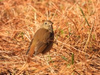 Hermit Thrush