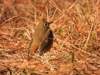 Hermit Thrush at Bill & Deb's Neighborhood, NC