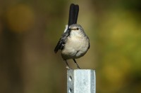 Northern Mockingbird at Crabtree Wetlands, Raleigh NC