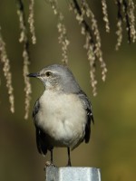 Northern Mockingbird at Crabtree Wetlands, Raleigh NC