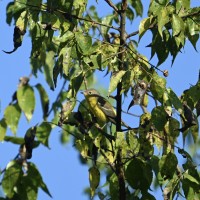 Magnolia Warbler at Eno River--Few's Ford; Orange County, NC