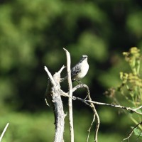 Northern Mockingbird at Eno River--Few's Ford; Orange County, NC