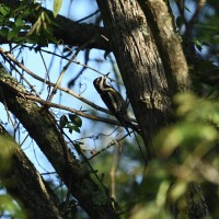 Yellow-bellied Sapsucker at Eno River--Few's Ford; Orange County, NC