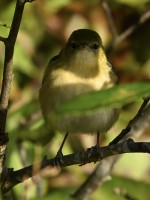 Bay-breasted Warbler at Lake Lynn, Raleigh NC