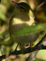 Bay-breasted Warbler at Lake Lynn, Raleigh NC