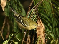 Bay-breasted Warbler at Lake Lynn, Raleigh NC