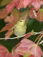 Blackpoll Warbler at Lake Lynn, Raleigh NC