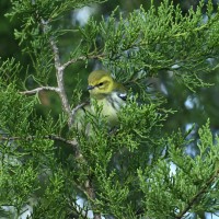 Black-throated Green Warbler at Lake Lynn, Raleigh NC