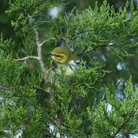 Black-throated Green Warbler at Lake Lynn, Raleigh NC