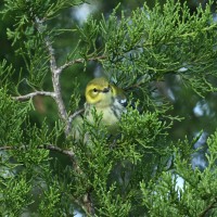Black-throated Green Warbler at Lake Lynn, Raleigh NC