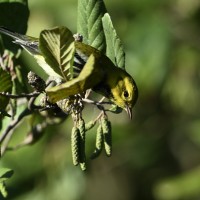 Black-throated Green Warbler at Lake Lynn, Raleigh NC