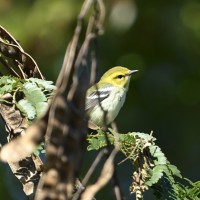 Black-throated Green Warbler at Lake Lynn, Raleigh NC