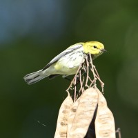 Black-throated Green Warbler at Lake Lynn, Raleigh NC