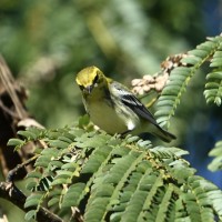 Black-throated Green Warbler at Lake Lynn, Raleigh NC