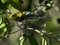 Black-throated Green Warbler at Lake Lynn, Raleigh NC