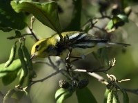 Black-throated Green Warbler at Lake Lynn, Raleigh NC