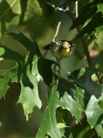 Blackburnian Warbler at Lake Lynn, Raleigh NC