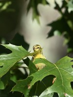 Blackburnian Warbler at Lake Lynn, Raleigh NC