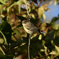 Yellow-rumped Warbler at Lake Lynn, Raleigh NC