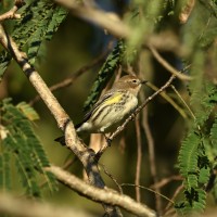 Yellow-rumped Warbler at Lake Lynn, Raleigh NC