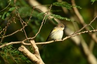 Yellow-rumped Warbler at Lake Lynn, Raleigh NC