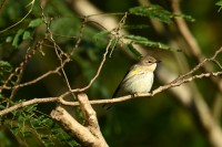 Yellow-rumped Warbler at Lake Lynn, Raleigh NC