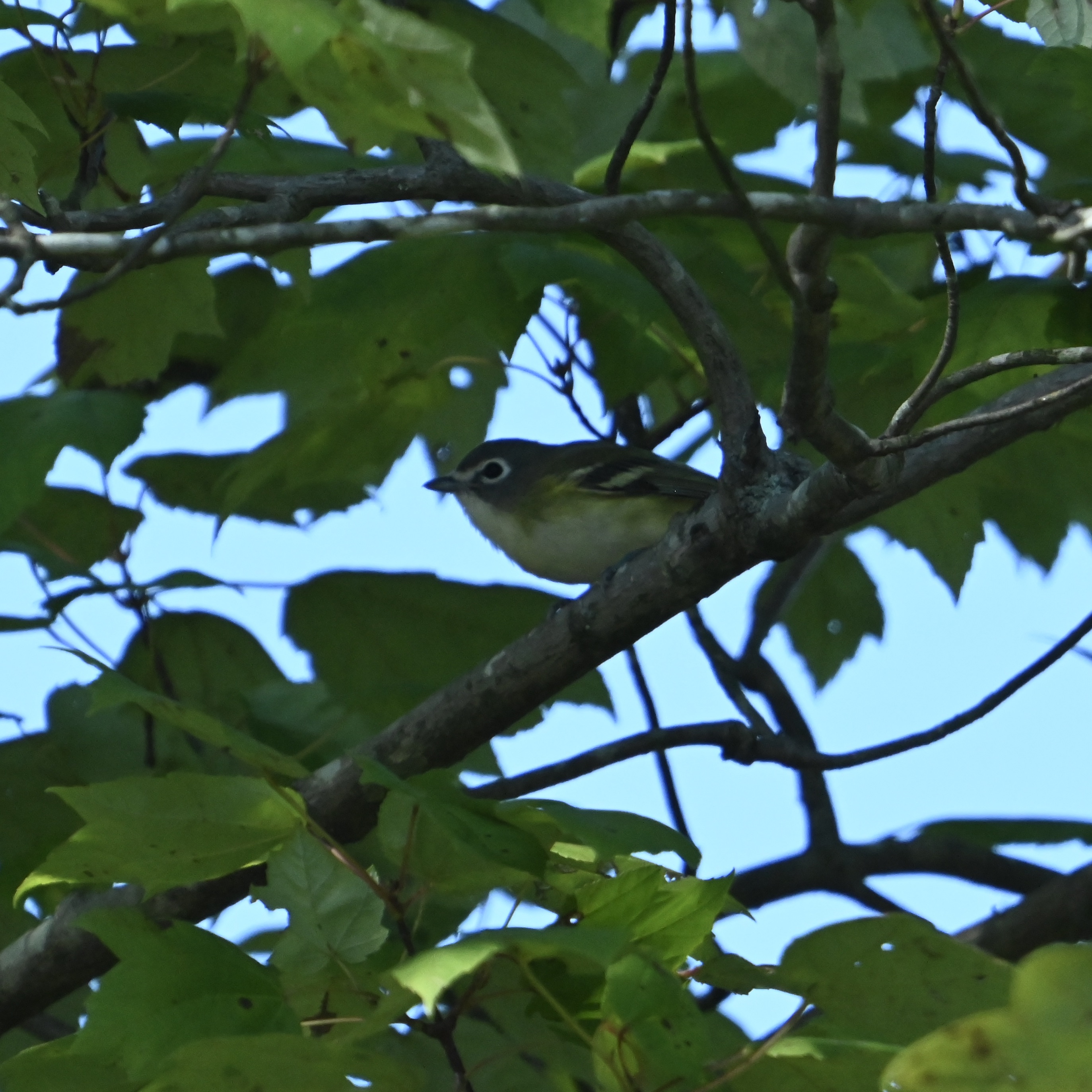 A Random Bird Photo
