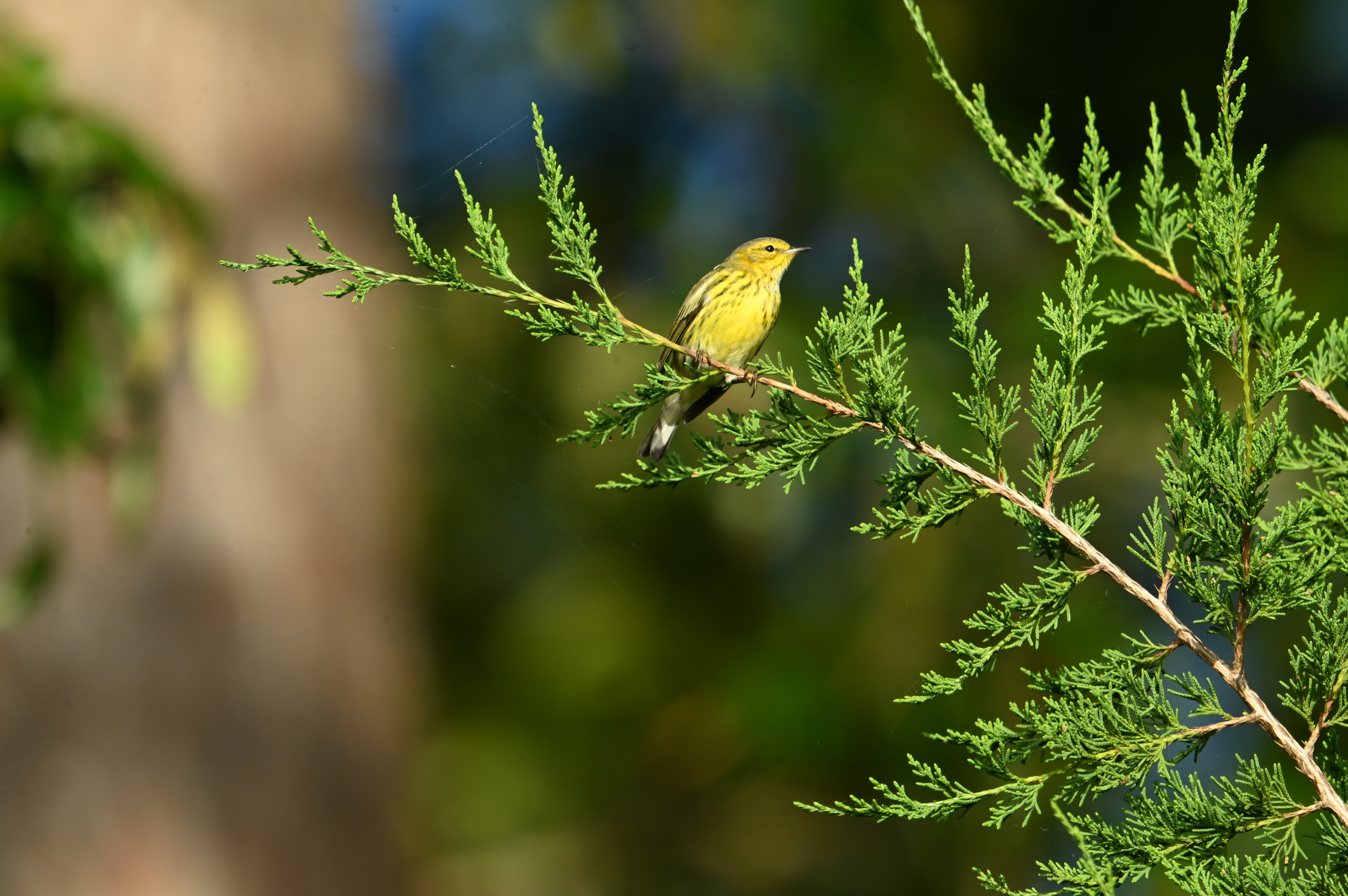 A Random Bird Photo