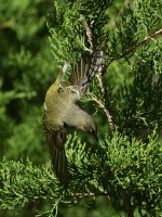 Cape May Warbler at Lake Lynn, Raleigh NC