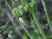 Common Yellowthroat at Lake Lynn, Raleigh NC