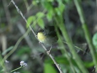 Common Yellowthroat at Lake Lynn, Raleigh NC