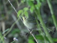 Common Yellowthroat at Lake Lynn, Raleigh NC