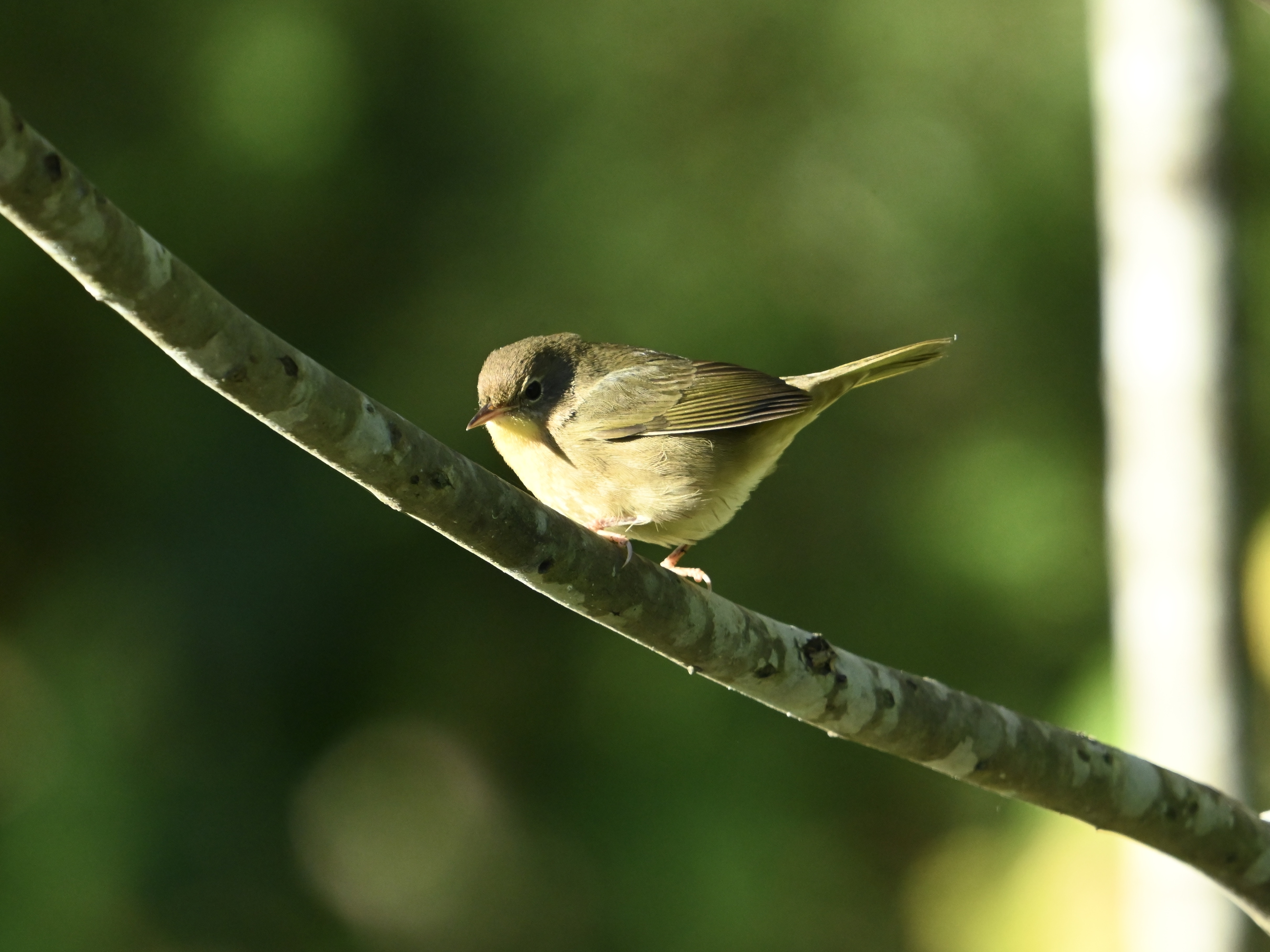 A Random Bird Photo