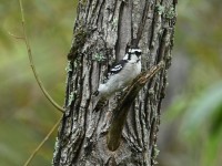Downy Woodpecker at Lake Lynn, Raleigh NC