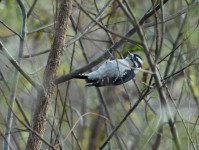 Downy Woodpecker at Lake Lynn, Raleigh NC