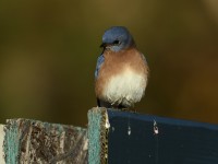 Eastern Bluebird at Lake Lynn, Raleigh NC