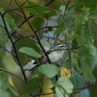 Golden-crowned Kinglet at Lake Lynn, Raleigh NC