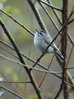 Golden-crowned Kinglet at Lake Lynn, Raleigh NC