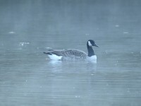 Canada Goose at Lake Lynn, Raleigh NC