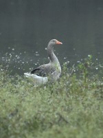 Graylag Goose at Lake Lynn, Raleigh NC