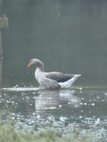 Graylag Goose at Lake Lynn, Raleigh NC
