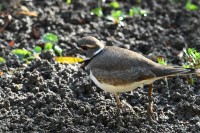 Killdeer
