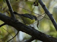 Magnolia Warbler at Lake Lynn, Raleigh NC