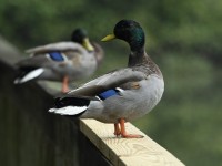 Mallard at Lake Lynn, Raleigh NC