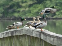 Mallard at Lake Lynn, Raleigh NC