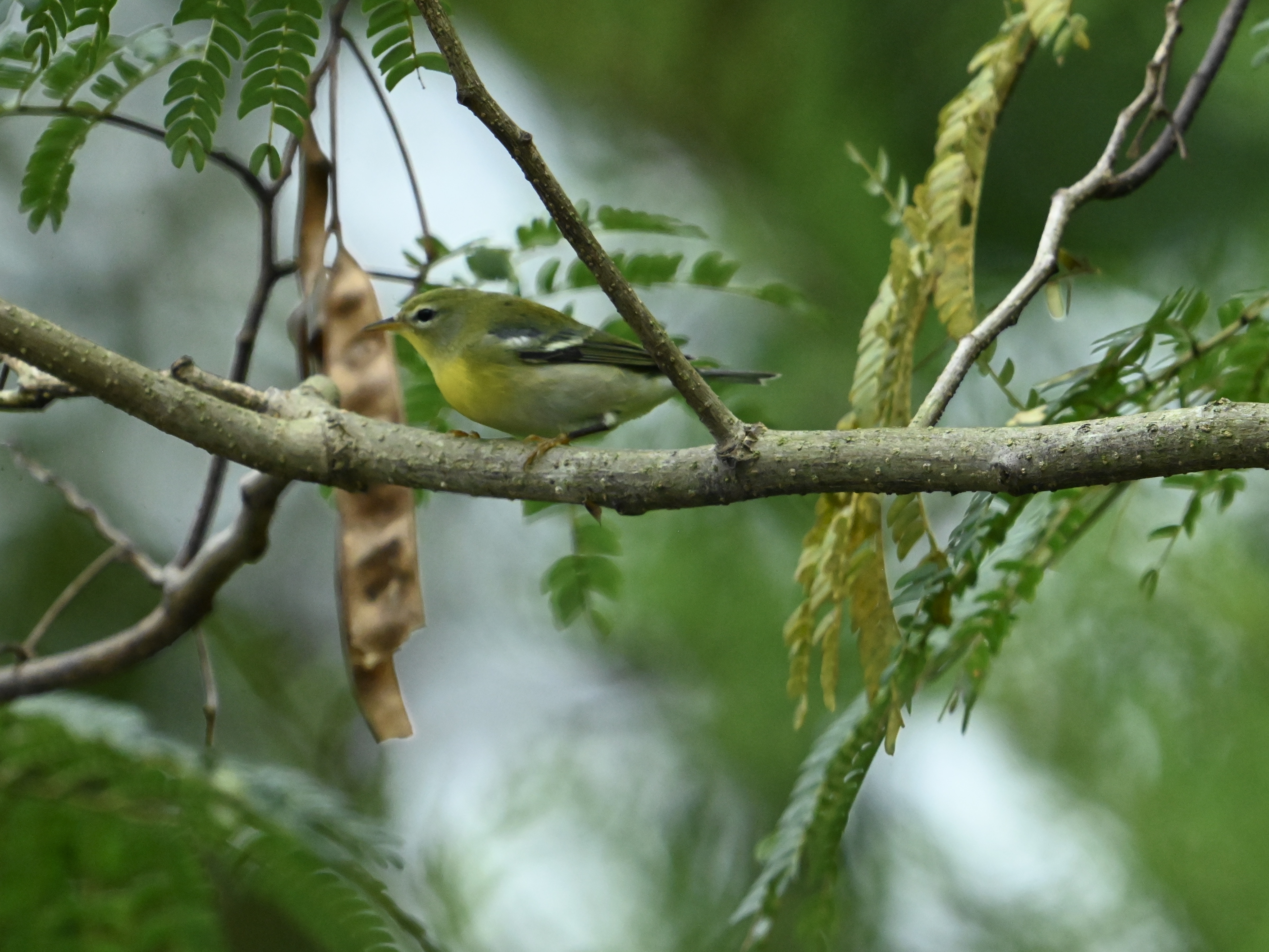 A Random Bird Photo