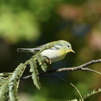 Northern Parula at Lake Lynn, Raleigh NC