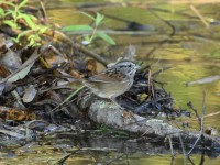 Swamp Sparrow at Lake Lynn, Raleigh NC