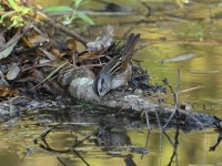 Swamp Sparrow at Lake Lynn, Raleigh NC