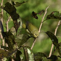 Tennessee Warbler at Lake Lynn, Raleigh NC